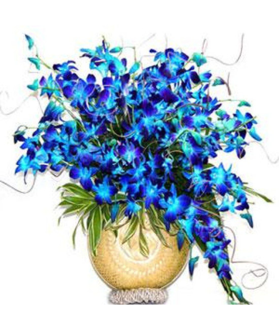 20 Orchids Arrangement
