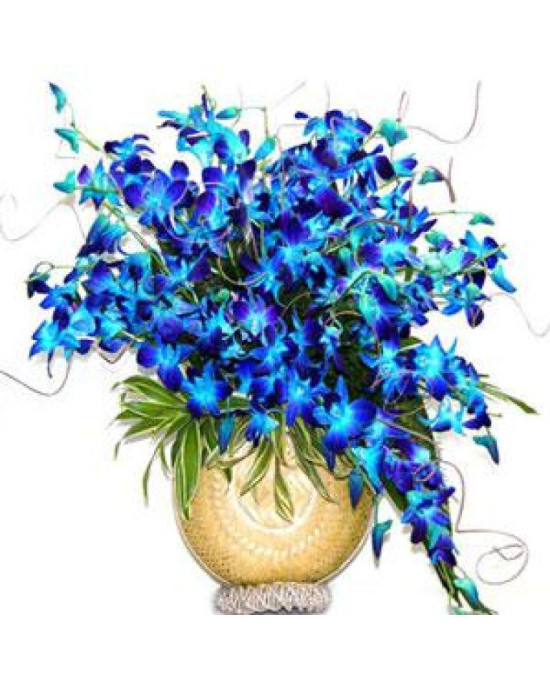 20 Orchids Arrangement