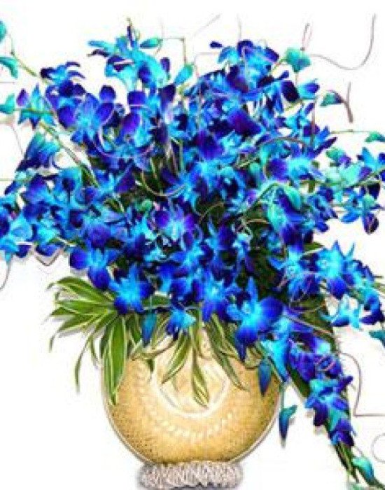 20 Orchids Arrangement