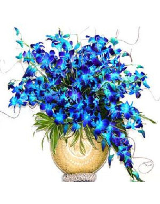 20 Orchids Arrangement