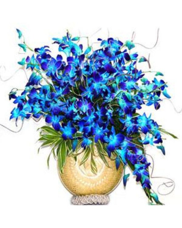 20 Orchids Arrangement