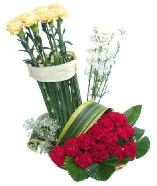 Carnation Delight Carnation Delight