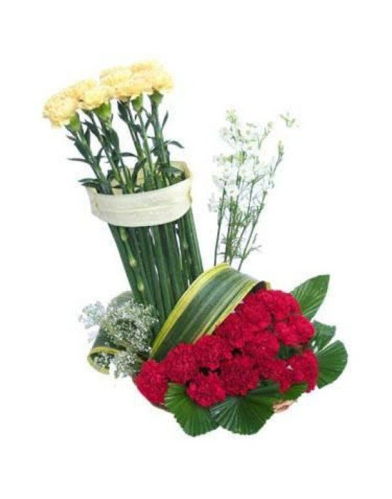 Carnation Delight