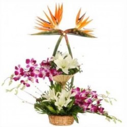 Mix Exotic Arrangement