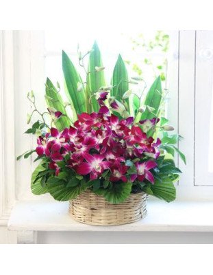Cute Orchids Basket