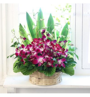 Cute Orchids Basket