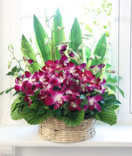 Cute Orchids Basket Cute Orchids Basket