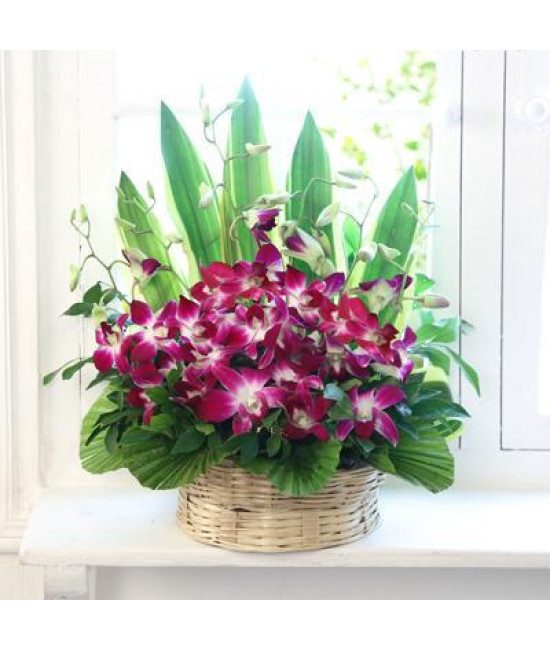 Cute Orchids Basket