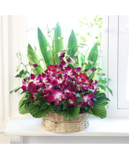 Cute Orchids Basket
