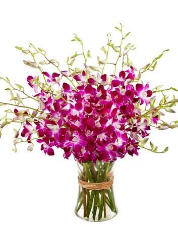 20 Orchids Vase Arrangement