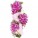 Premium Flower Bouquets